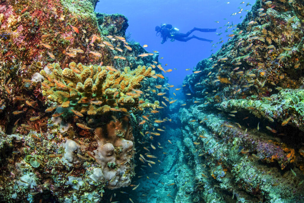 Buceo. Créditos: Octavio Aburto-Oropeza