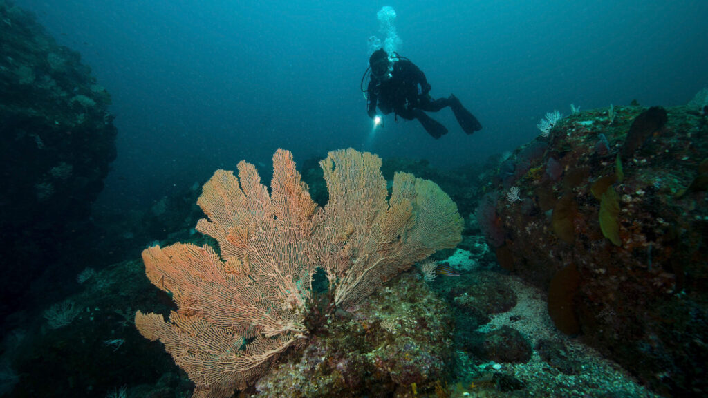 Buceo. Créditos: Octavio Aburto-Oropeza