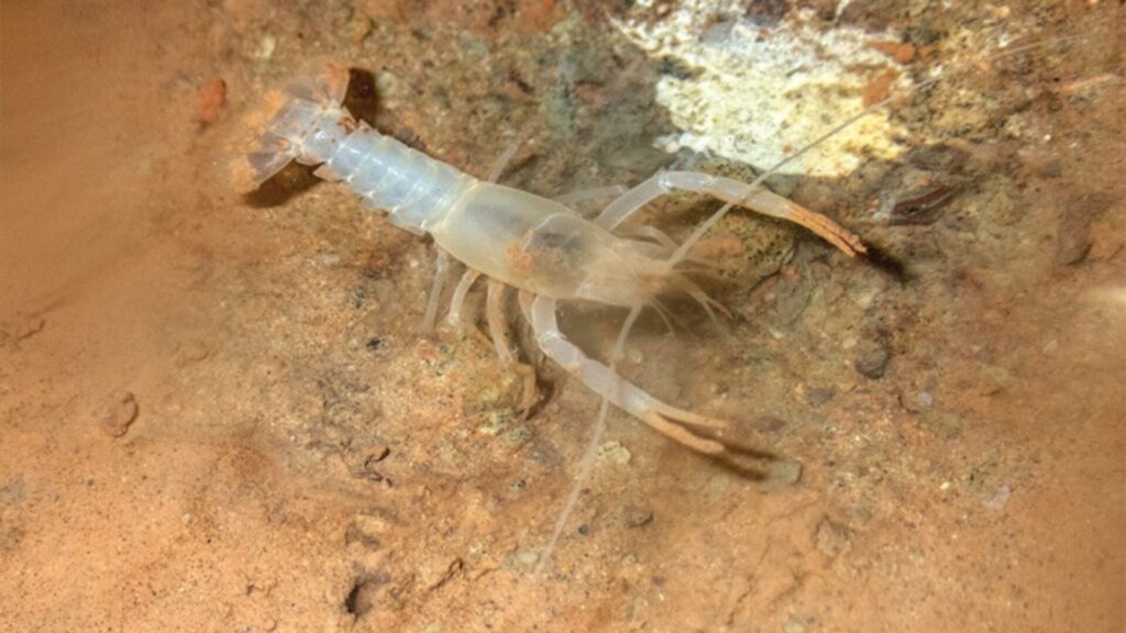 Orconectes sheltae. Créditos: Katherine E. Dooley.