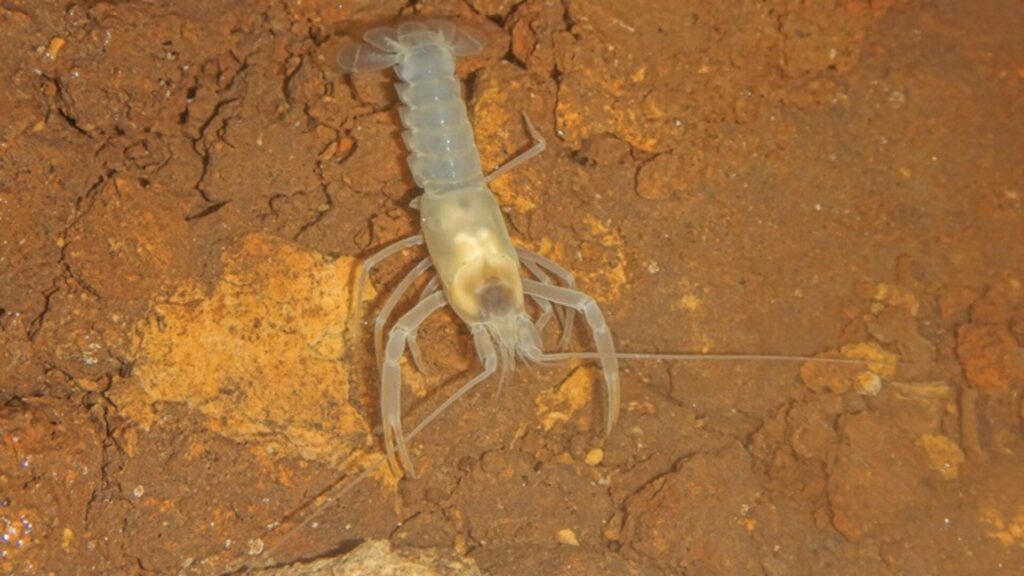 Orconectes sheltae. Créditos: Katherine E. Dooley.