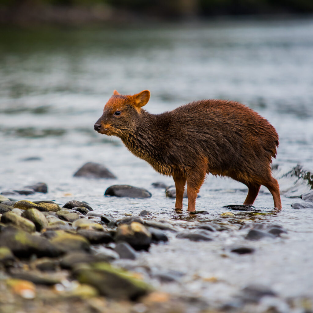 Pudú en el agua. Foto: iNaturalist Chile