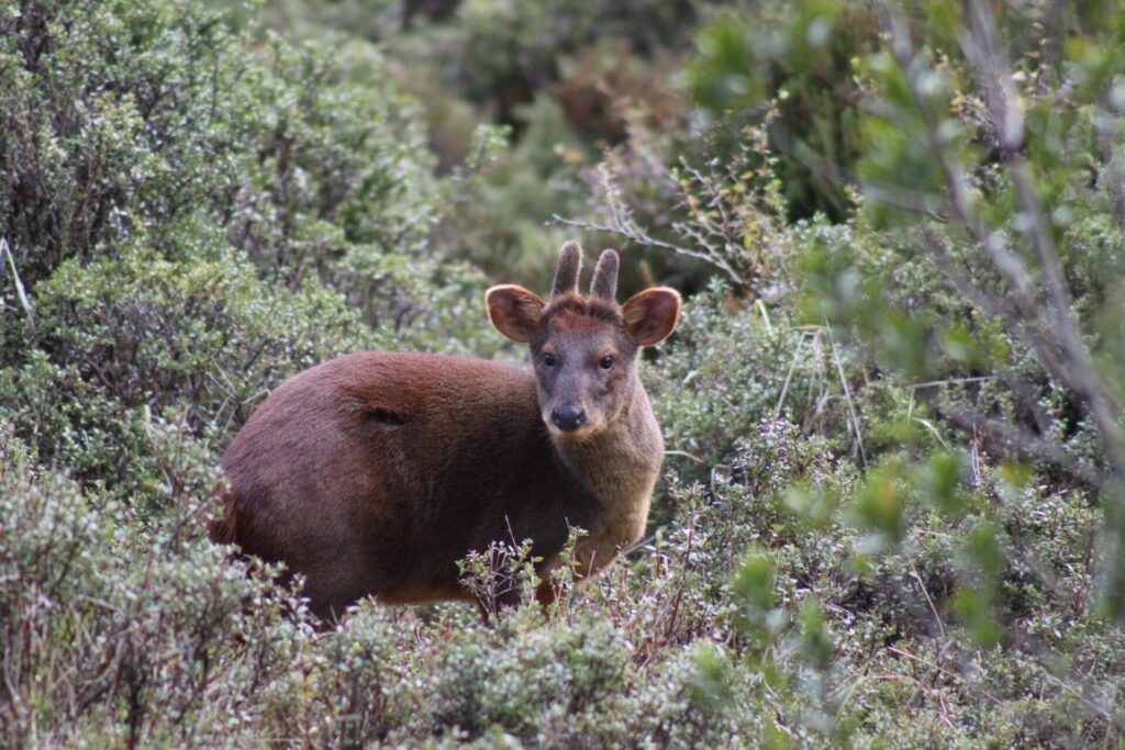 Pudú entre matorrales. Foto: iNaturalist Chile