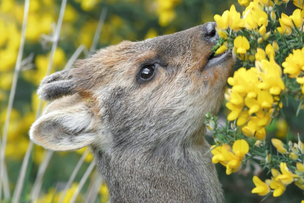 Pudú comiendo. Foto: iNaturalist Chile