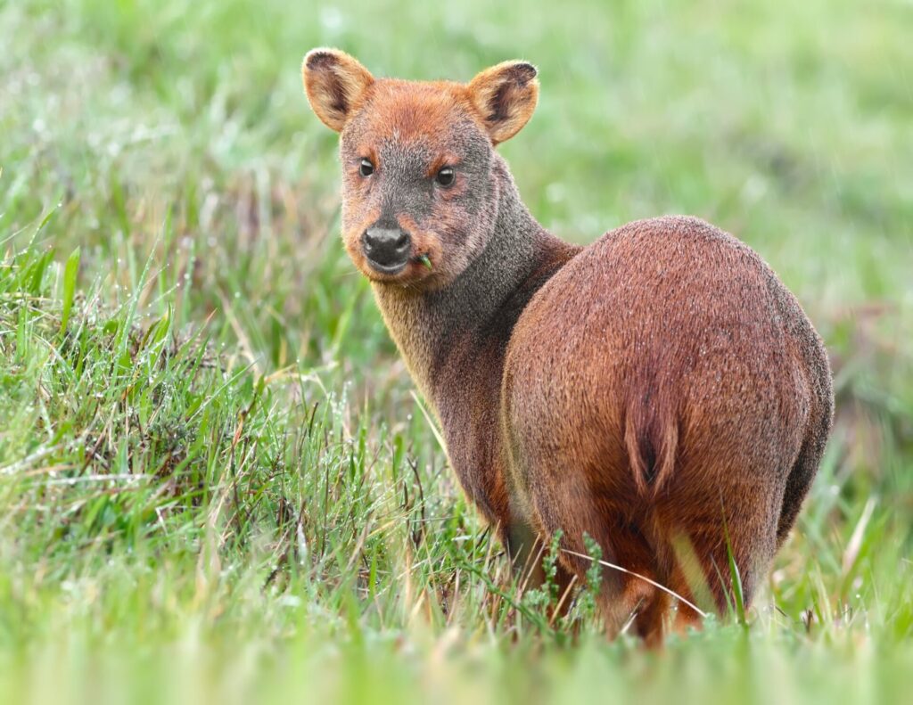 Pudú en el sur del país. Foto: iNaturalist Chile