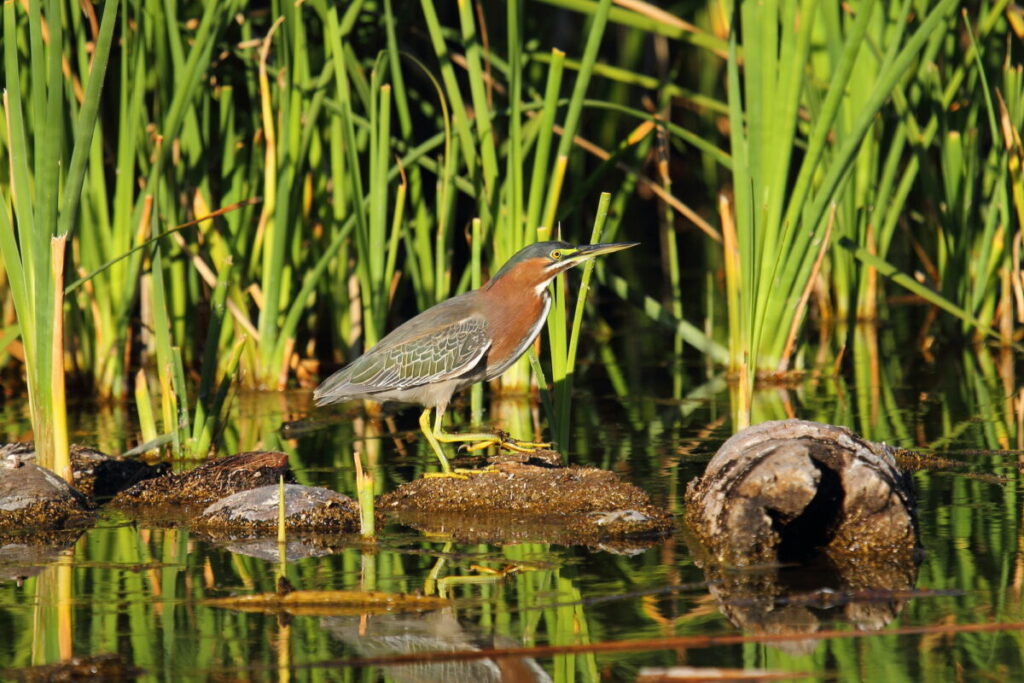 La garcita verde (Butorides virescens) encuentra refugio en el humedal artificial del Ecoparque de La Paz, ofreciendo a los observadores pacientes la oportunidad de avistarla. Foto: cortesía Víctor Ayala