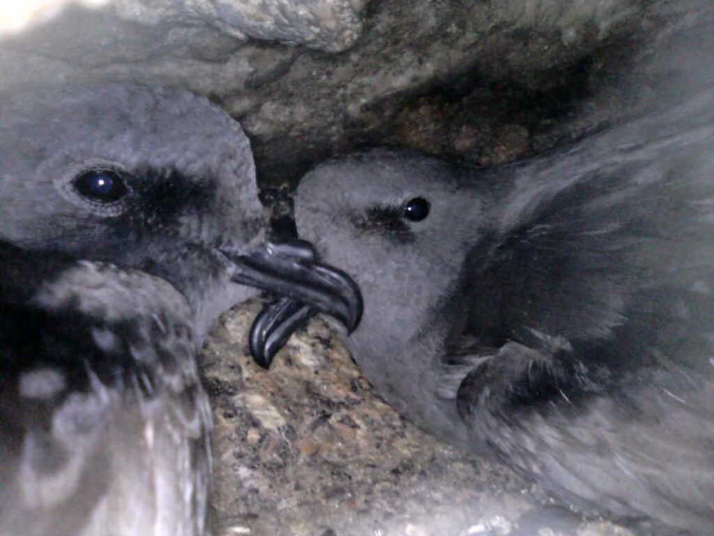 Pareja de golondrinas de mar negra en nido. Créditos: ROC