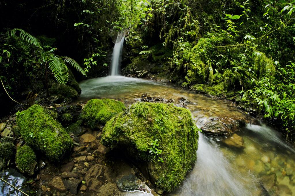 El Parque Nacional Río Abiseo tiene un alto endemismo de especies de flora y fauna. Foto: Sernanp