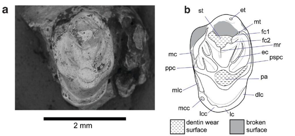 Dentadura del Yeutherium pressor. Revista: A subantarctic reigitheriid and the
evolution of crushing teeth in these
enigmatic Mesozoic mammals
