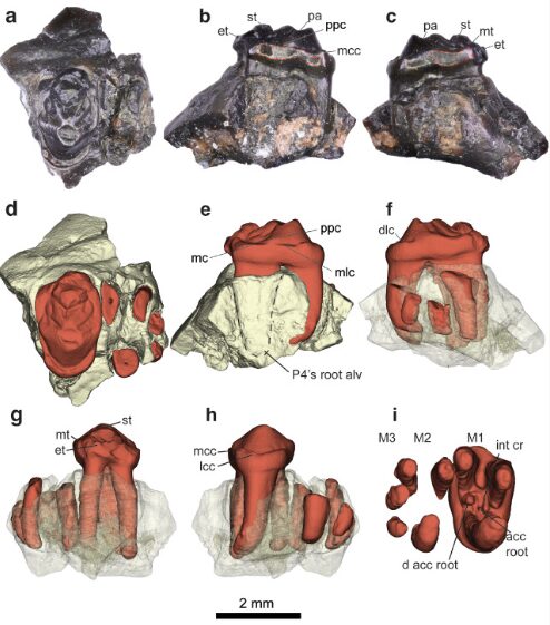 Dentadura en 3D de Yeutherium pressor. Revista: A subantarctic reigitheriid and the
evolution of crushing teeth in these
enigmatic Mesozoic mammals