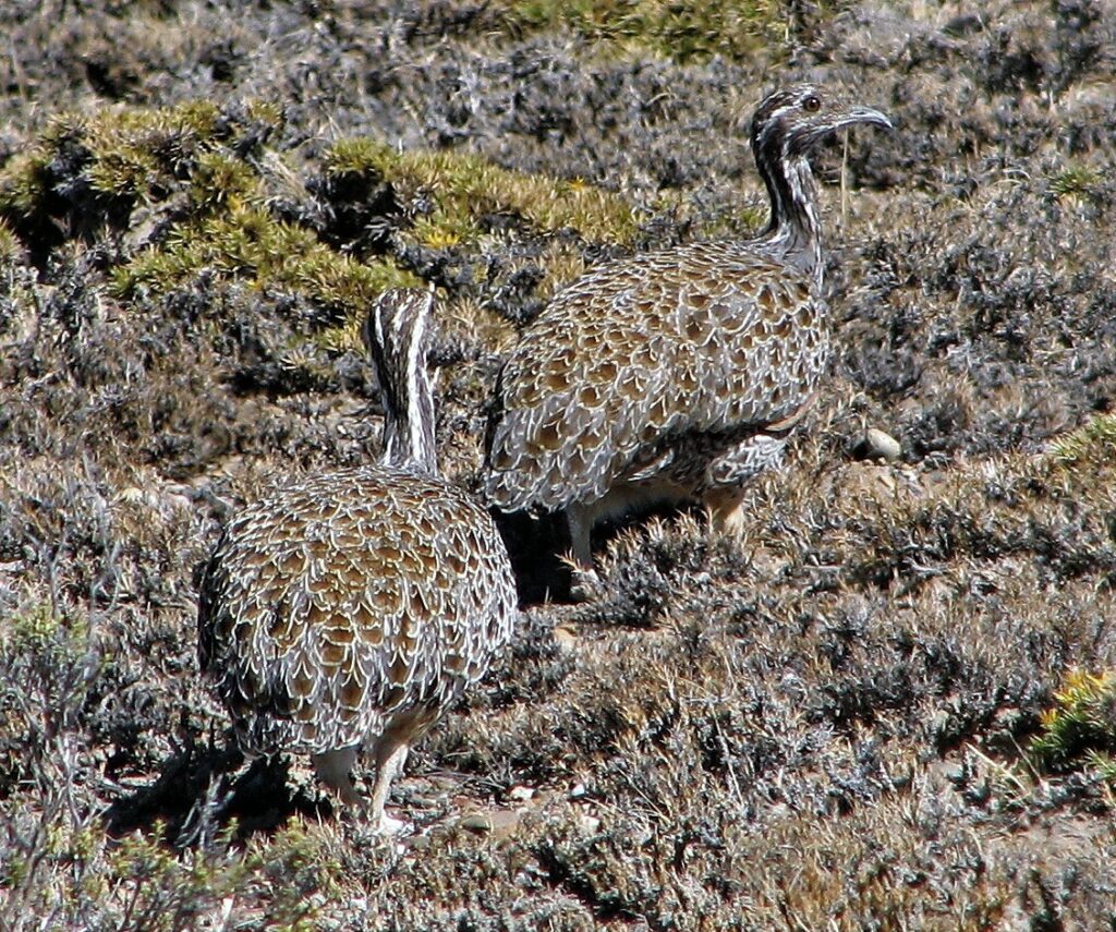 perdiz austral