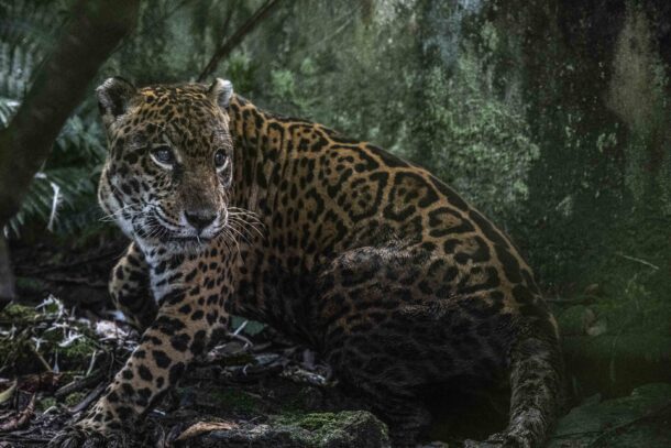 Prince, un jaguar geronte que fue rescatado en la Amazonía peruana, al que le cortaron la punta de las orejas y lo tuvieron más de 10 años en una pequeña jaula. Foto: Max Cabello
