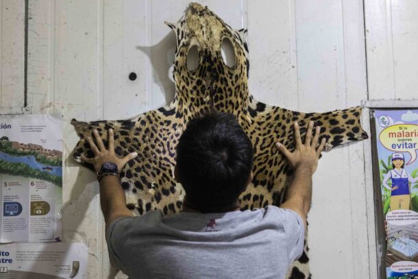 En las oficinas de la subgerencia de gestión de fauna silvestre en Loreto, Amazonía peruana, se conservan varios de los productos hechos con partes de jaguar que las autoridades decomisan, como tapices hechos con pieles curtidas de jaguar. Foto: Max Cabello