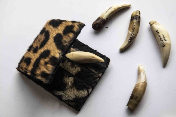 En 2024, las autoridades de fauna forestal en Loreto, Perú, realizaron un megaoperativo en las tiendas de artesanías hechas con partes de jaguar en Iquitos. Foto: Max Cabello
