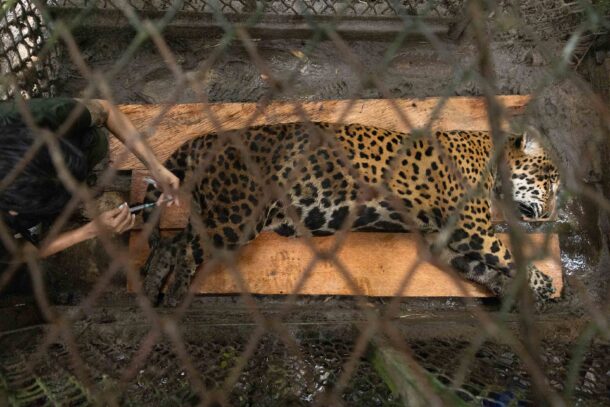 El jaguar Prince en chequeos médicos realizados después de un año de su rescate. Foto: cortesía Marlon del Águila