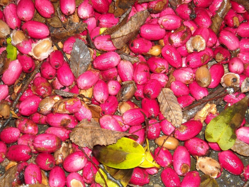 Frutos de peumo. Créditos: ©Lucía Abello