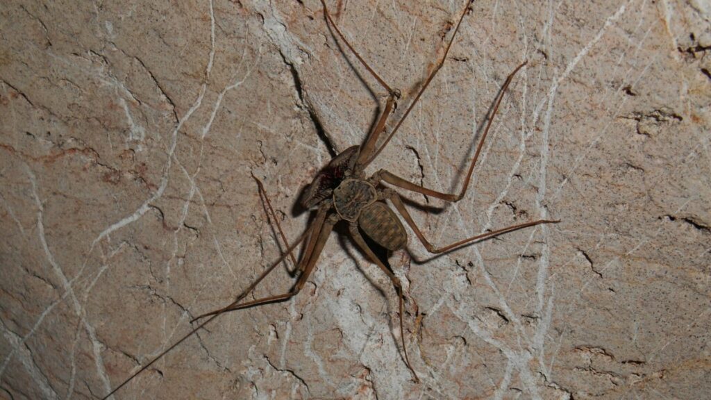 Phrynus pinarensis. Créditos: L. J. Forcelledo.