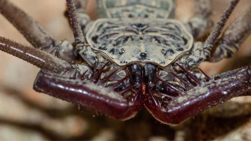 Phrynus pinarensis. Créditos: Marc Domenech.
