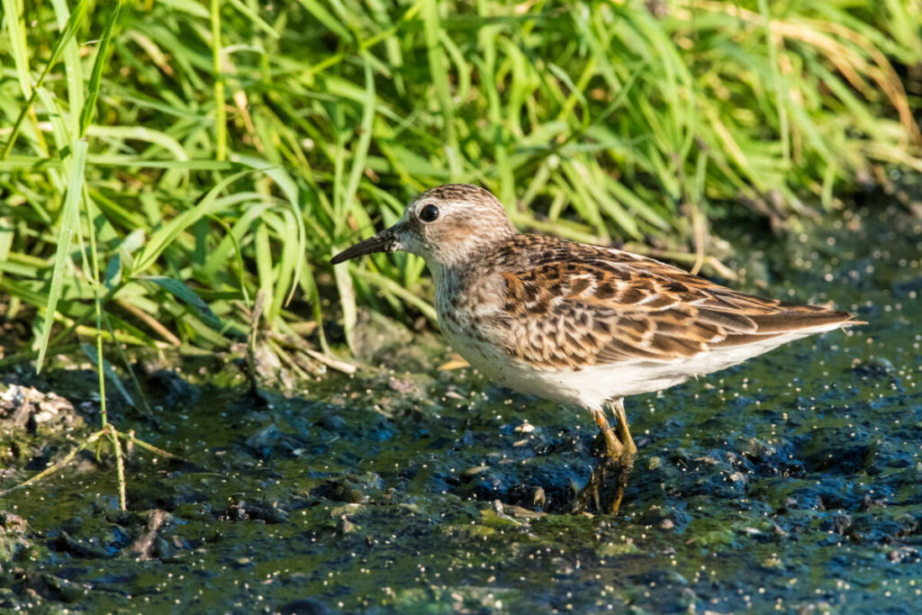 Playero diminuto (Calidris minutilla) en el humedal del Ecoparque. Foto: cortesía Javier Alcalá / Lugares Pajarosos