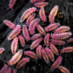 Poduromorpha. Créditos: Vicente Valdés Guzmán.