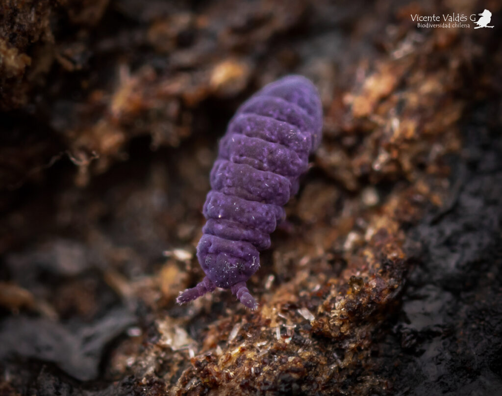 Poduromorpha. Créditos Vicente Valdés Guzmán
