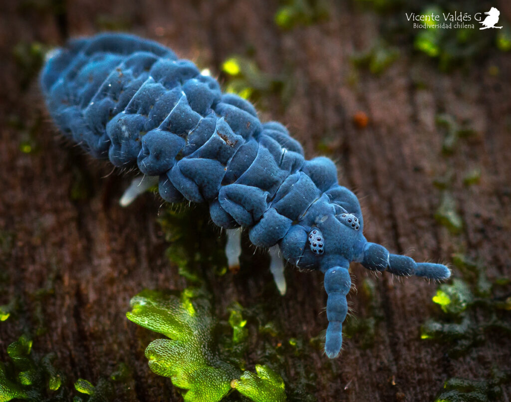 Poduromorpha. Créditos: Vicente Valdés Guzmán.