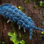 Poduromorpha. Créditos: Vicente Valdés Guzmán.
