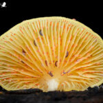 Poduromorpha. Créditos: Vicente Valdés Guzmán.