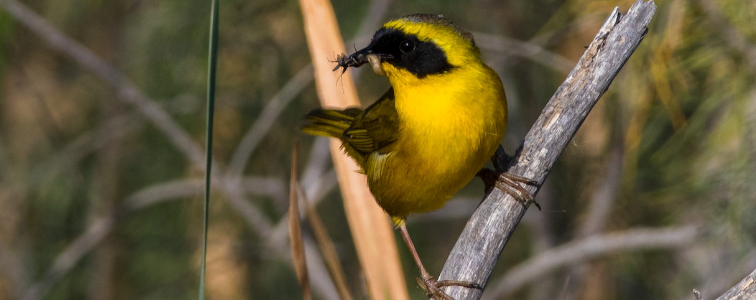 De planta de aguas residuales a santuario de aves: humedal artificial alberga a 13 mil aves en Baja California Sur