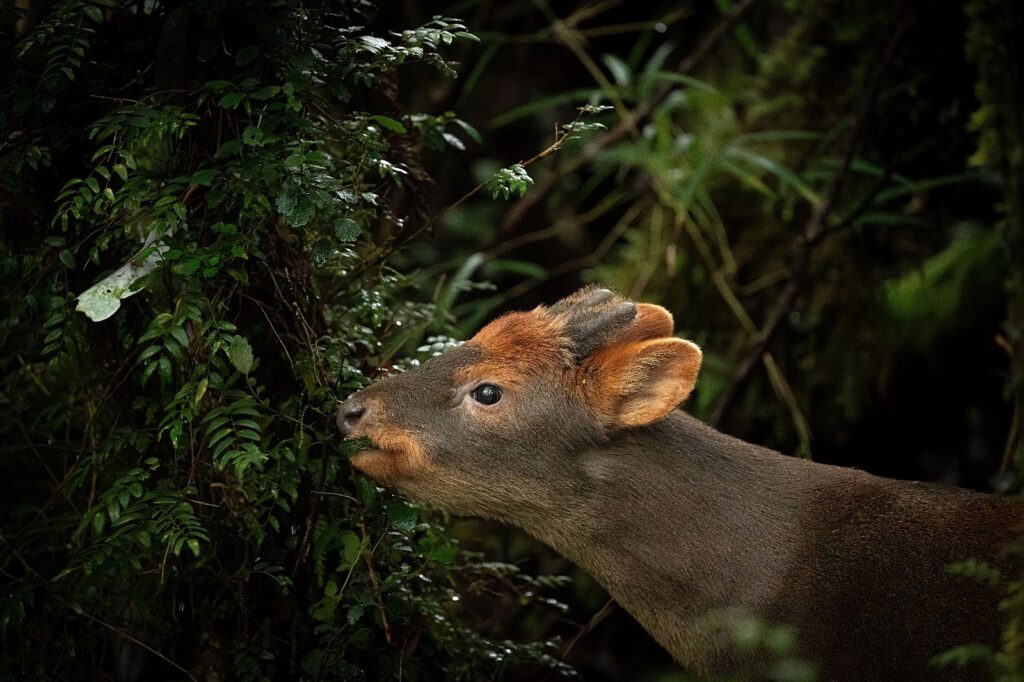Pudú comiendo en la naturaleza. Foto: María Paz Acuña