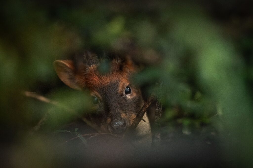 Pudú entre las ramas. Foto: María Paz Acuña