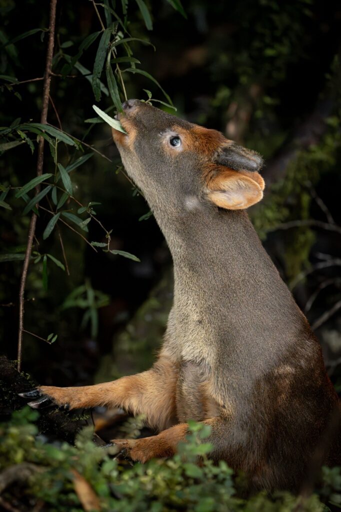 Pudú alimentándose de hojas. Foto: María Paz Acuña
