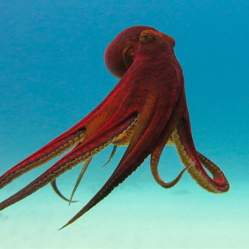 Pulpo en el mar. Créditos: Fundación Derecho y Defensa Animal