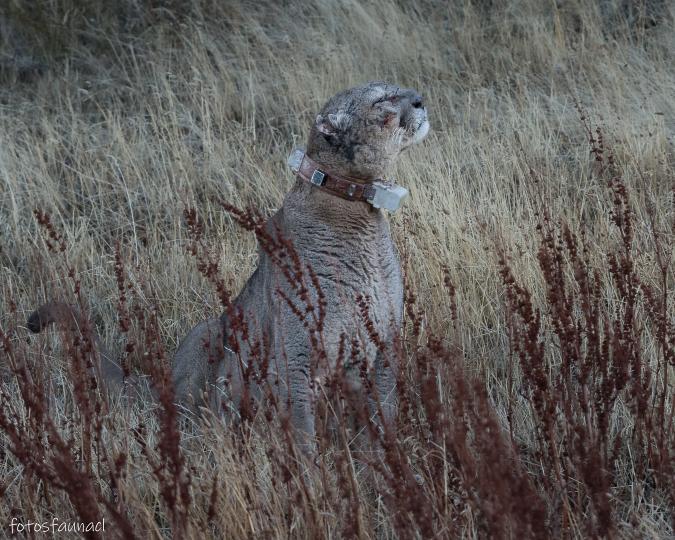 Dark, el puma, con su collar rastreador. Créditos: @fotosfaunacl