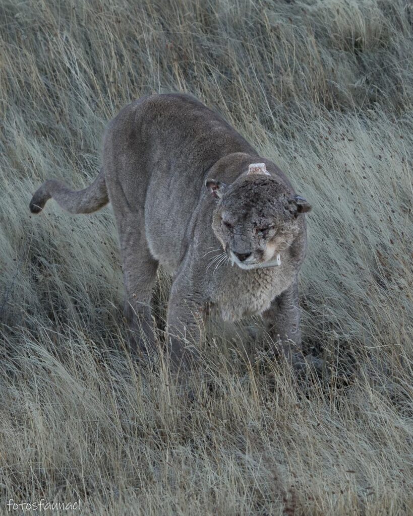 Dark, el puma, con su collar rastreador. Créditos: @fotosfaunacl
