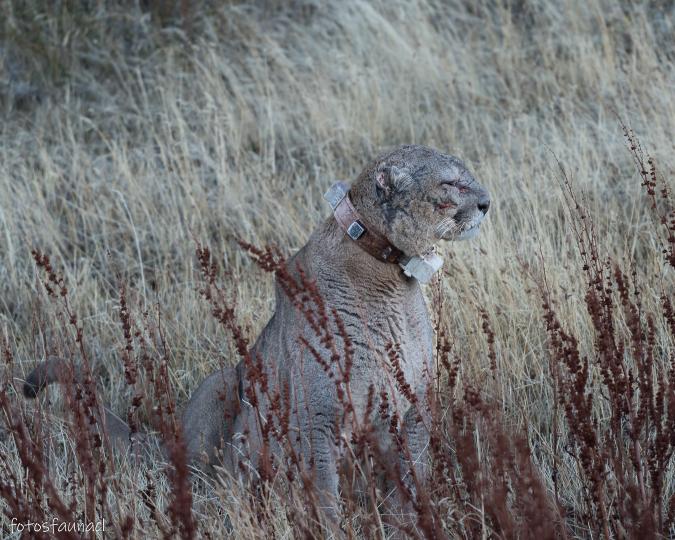 Dark, el puma, con su collar rastreador. Créditos: @fotosfaunacl