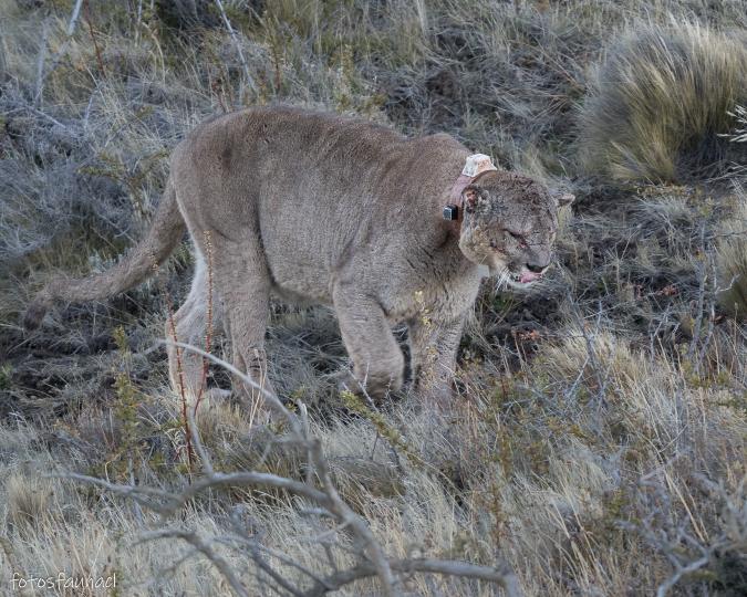 DECLARACIÓN | Panthera y la Fundación Cerro Guido sobre Dark, el Puma, en Torres del Paine