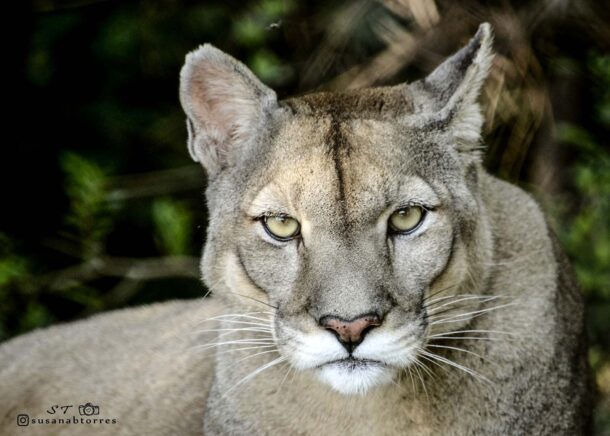 Un puma rescatado de los criaderos para cotos de caza en Argentina. Foto: cortesía Susana Torres
