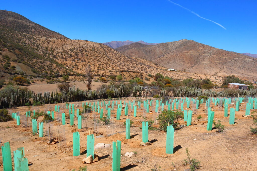 Reforestación CONAF en El Durazno
