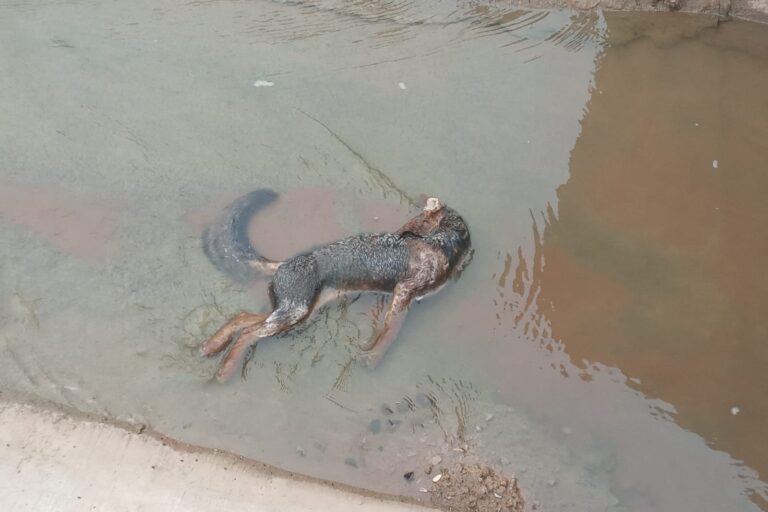 Un zorro, ahogado en el Canal de la Patria. Las ONG llevaron el caso ante la Corte Suprema de Justicia de la Nación. Foto: reporte ciudadano, cortesía FARN