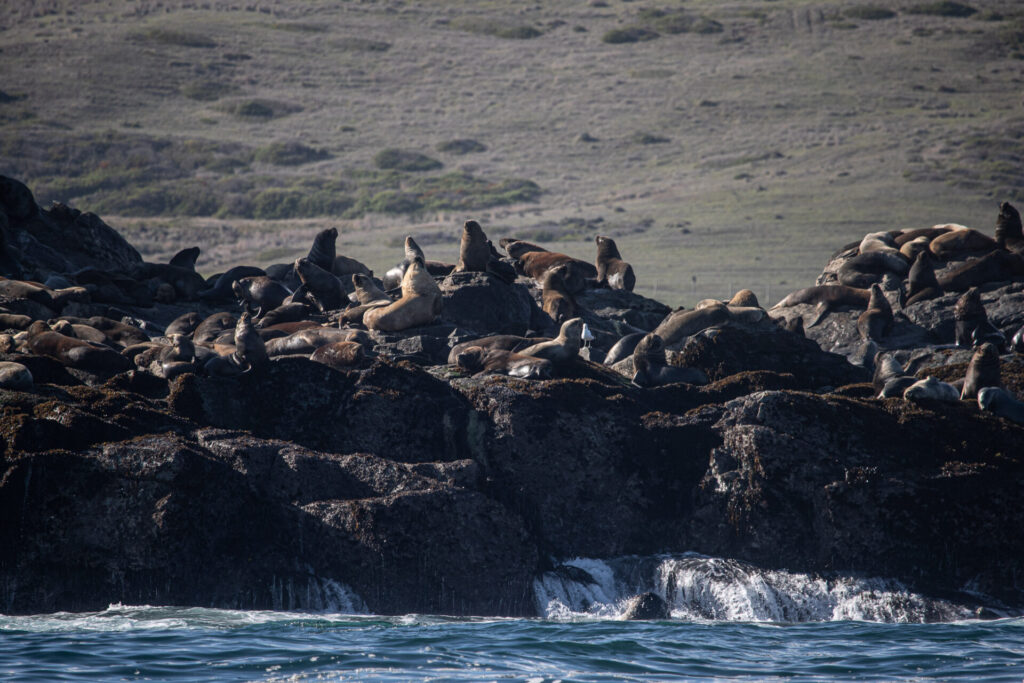Lobos marinos encontrados en las rocas durante expedición. Foto: @fariasmoreno