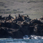 Lobos marinos encontrados en las rocas durante expedición. Foto: @fariasmoreno