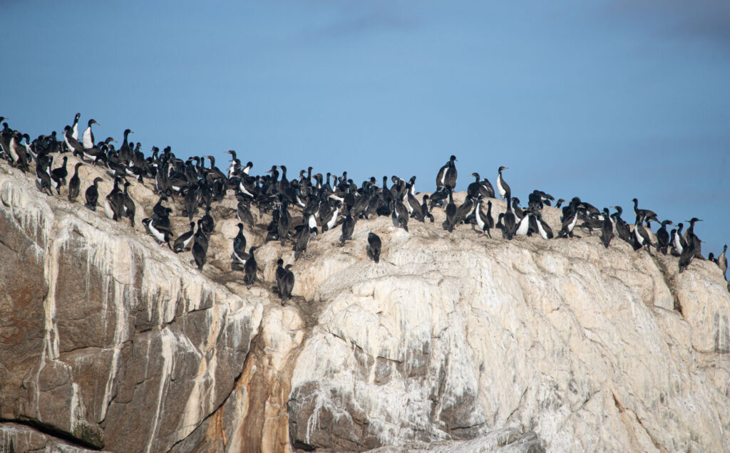 Pingüinos encontrados durante expedición. Foto: @fariasmoreno 