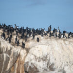 Pingüinos encontrados durante expedición. Foto: @fariasmoreno
