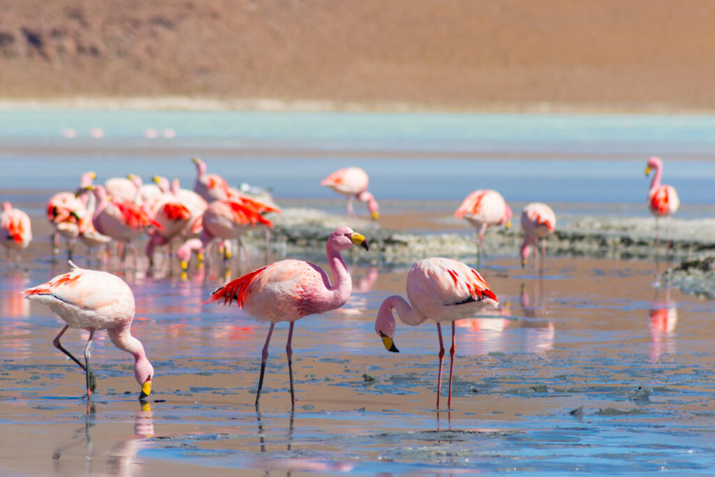 Flamencos en Laguna Hedionda. Foto: shutterstock