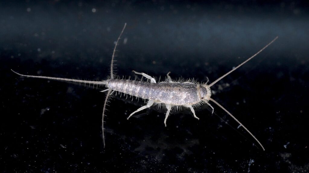 Silverfish. Créditos: Heather Broccard Bell.