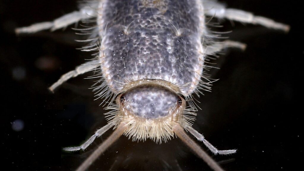 Silverfish. Créditos: Heather Broccard Bell.