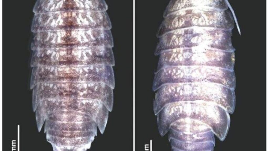 Styloniscus manuvaka y Hawaiioscia rapui. Créditos: Stefano Taiti y J. Judson Wynne.