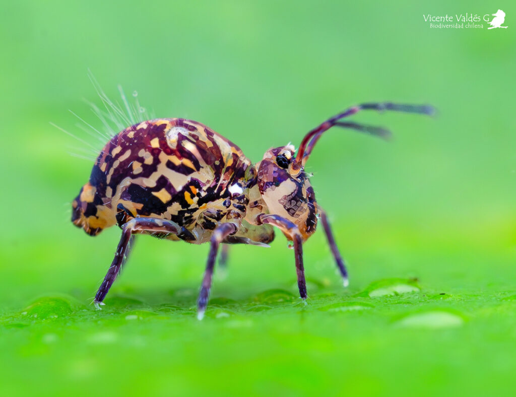 Symphypleona. Créditos Vicente Valdés Guzmán.