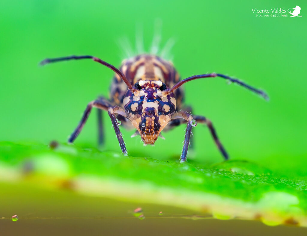 Symphypleona. Créditos Vicente Valdés Guzmán.