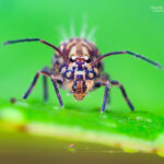 Symphypleona. Créditos Vicente Valdés Guzmán.